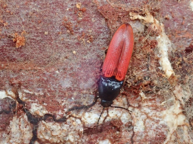 Ampedus melonii (Elateridae)